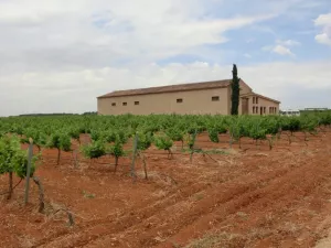 VIÑEDO Y BODEGA CON D.O EN CIUDAD REAL - 1271