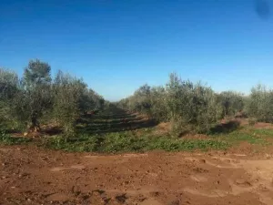 Finca REGADÍO OLIVAR