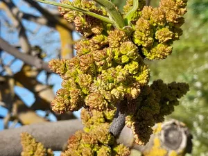 Se arrienda finca de cultivo de pistachos en