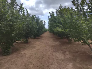 Vendo finca rustica