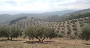 Finca de Olivos