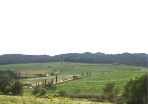 Finca de viñedo en el Penedès