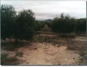 FINCA RUSTICA