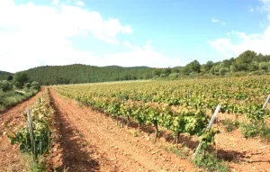 Viñedo ecológico en DO Penedès