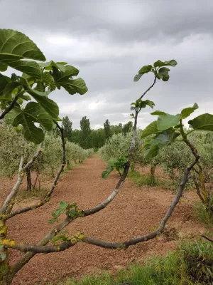 SE VENDE FINCA RÚSTICA