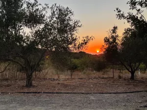 Espectacular finca rústica, plena producción