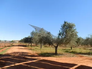 finca en venta 50 has. olivar viña riego