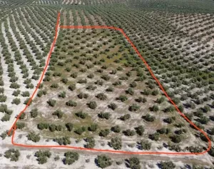 Olivar llano en producción a un paso de Jaén