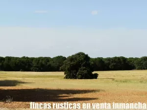 finca en venta 240 has. labor pinar maderable