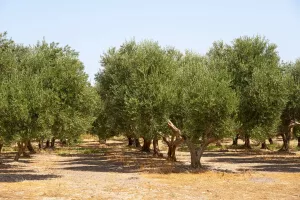 OLIVOS EN ÍTRABO
