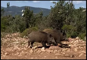 Finca muy bonita de caza y Recreo