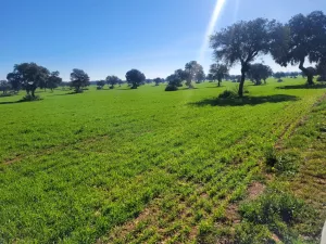 Finca de unas 400 hectáreas aproximadamente