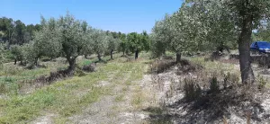 Se vende 3 parcelas agrarias de 10 ha