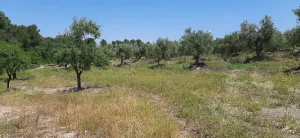 Finca agrario de 5,8 ha de en Vinaixa
