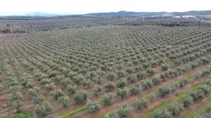Finca de olivos, campos y cortijo en Jaén