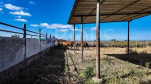 En venta finca ecuestre Costa de la Luz