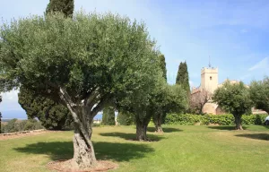 Finca de viñedo con masia noble en Penedès.