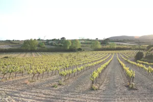 Finca de viñedo en el Penedès, Barcelona.