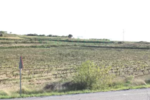 Finca con viñedo y olivos en Tarragona.