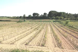 finca rustica con viñedo en Tarragona.