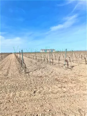 Finca de viñedo en la DO La Mancha