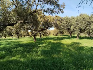 Venta de dehesa