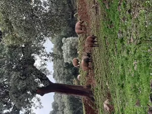 Venta de dehesa