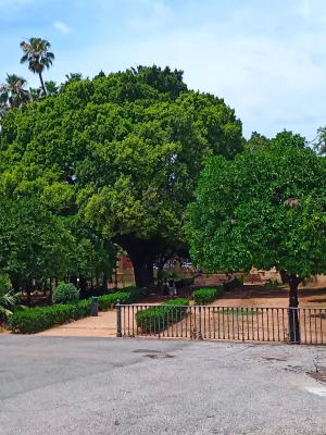 Ariendo Finca de Olivar en Cordoba