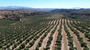 570 HRAS DE OLIVAR - POSIBILIDAD HOTEL RURAL