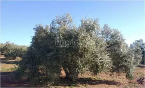 FINCA MIXTA OLIVAR - DEHESA - GANADERA