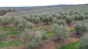 1750 HECTÁREAS DE OLIVAR - DEHESA Y GANADERA