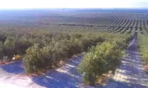 OLIVAR SUPERINTENSIVO