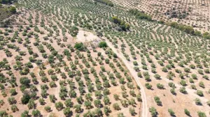 FINCA OLIVAR