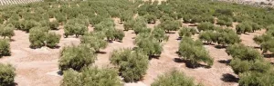 FINCA OLIVAR - CORTIJO - NAVE - BALSA