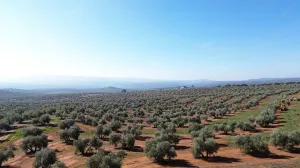 FINCA OLIVAR