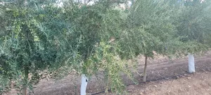 OLIVAR INTENSIVO Y SUPERINTENSIVO - ALMAZARA