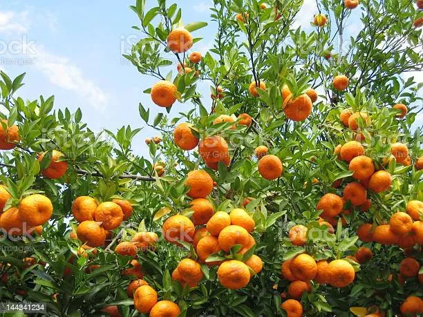 Vendo huerto naranjos 30 hanegadas en Favara 