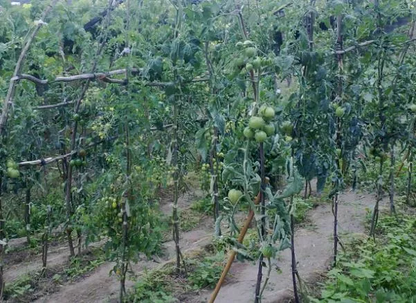 Finca de 97 hectáreas en Lorca | Portal Fincalista