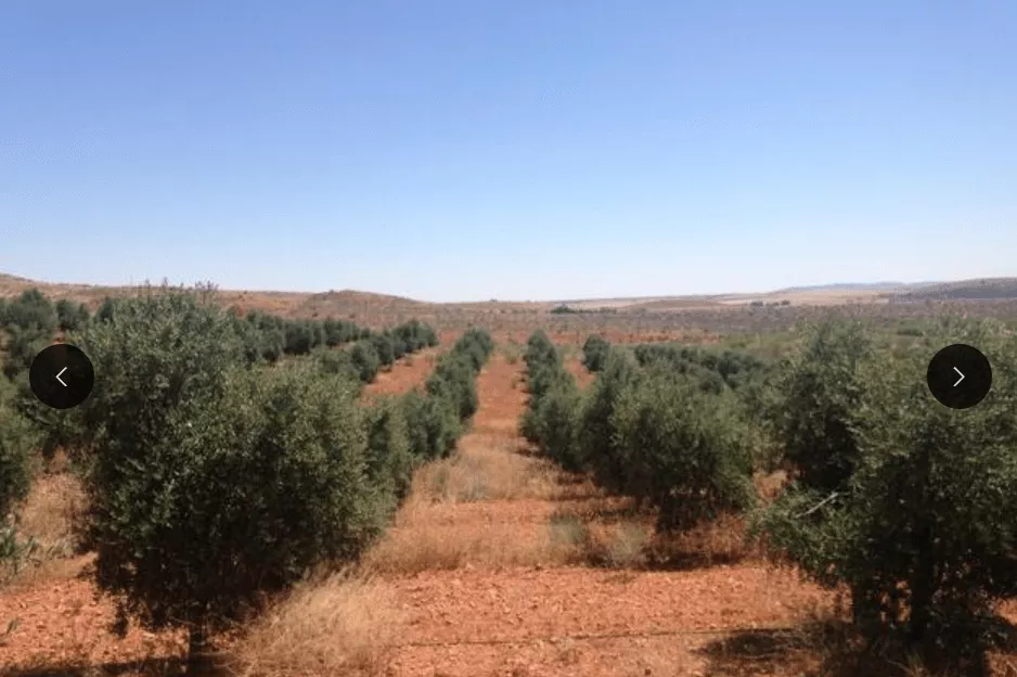 5.000 olivos en Pantano de Finisterre con nave | Portal Fincalista
