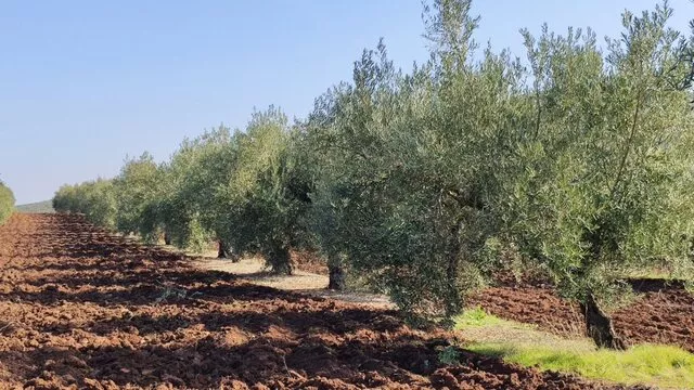 Finca olivar marteno 61 hectáreas riego