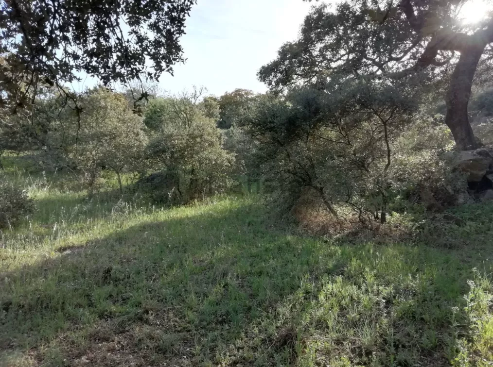 Finca Rústica en Camino San Gregorio | Ruanes | Cáceres | 9.421 m²