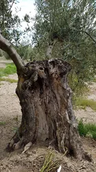 VENTA FINCA OLIVAR