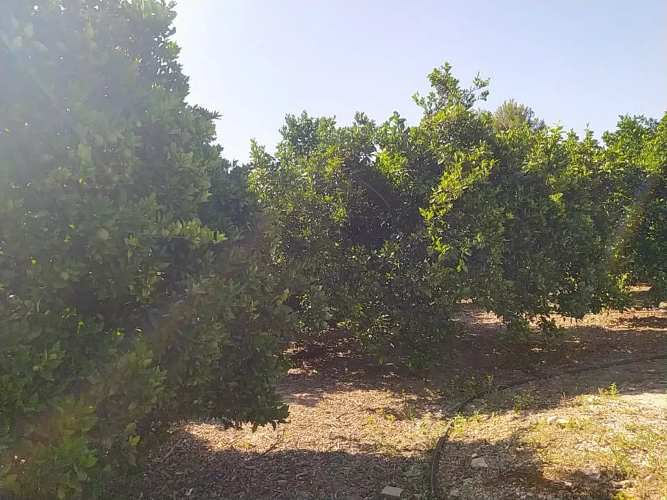 Venta parcelas naranjos en Ribera del Júcar