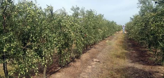 100 hectáreas olivar superintensivo regadío
