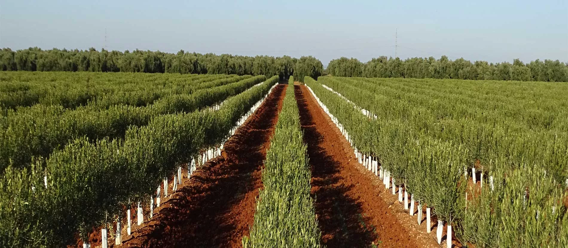 Finca olivar superintensivo 131 ha POZO Y BALSA