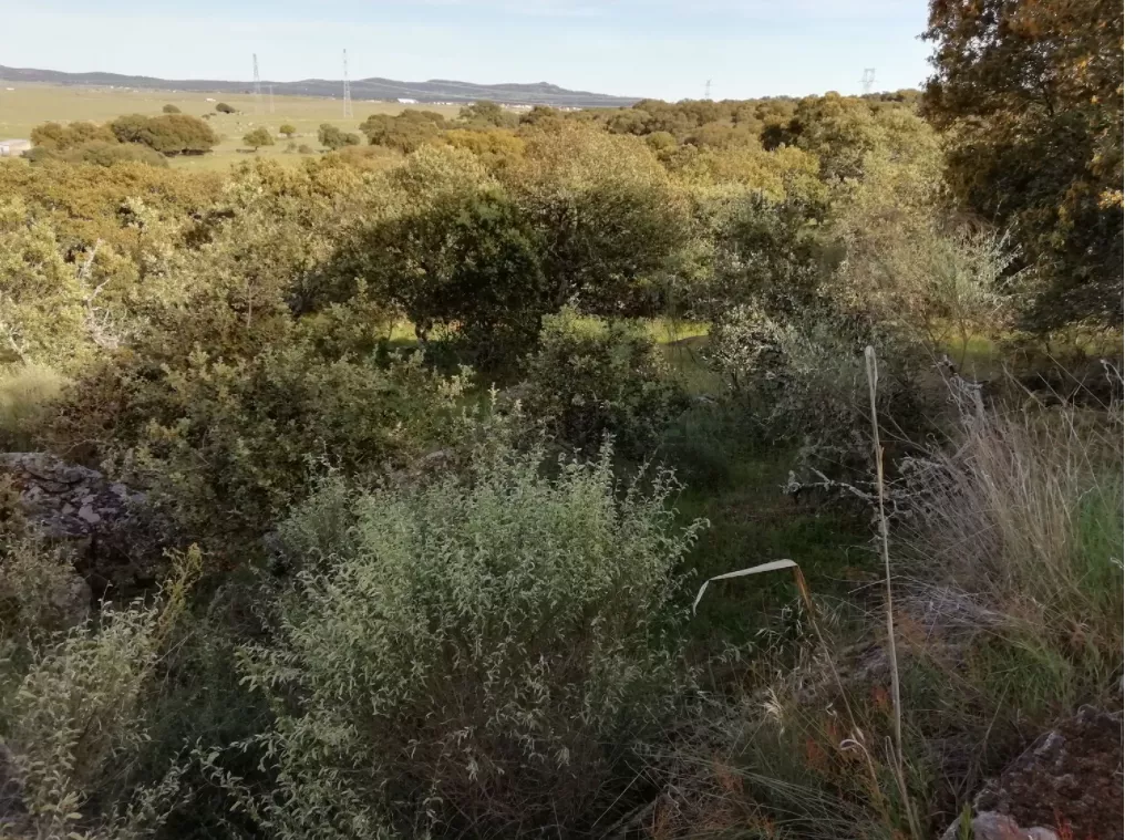 Finca Rústica en Camino San Gregorio | Ruanes | Cáceres | 9.421 m²