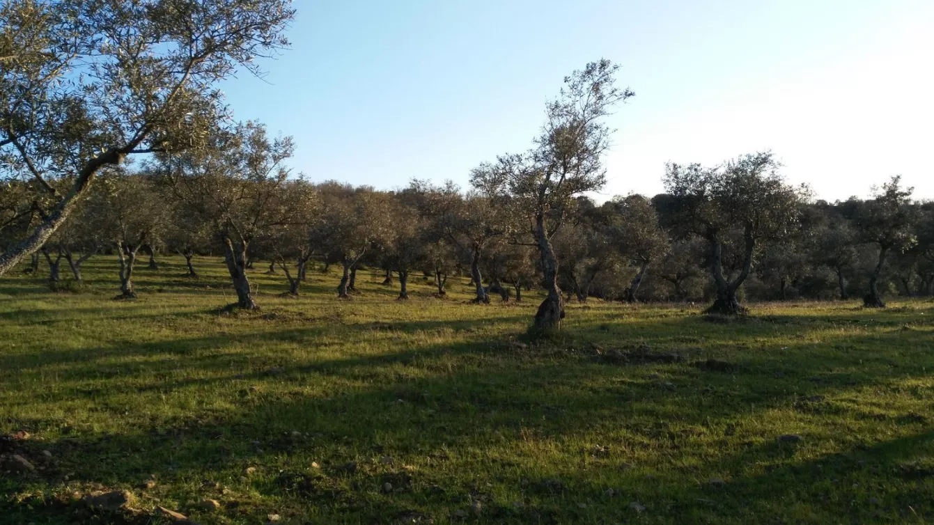 Finca Rústica en Camino de la Zarza | Huelva | 4 ha