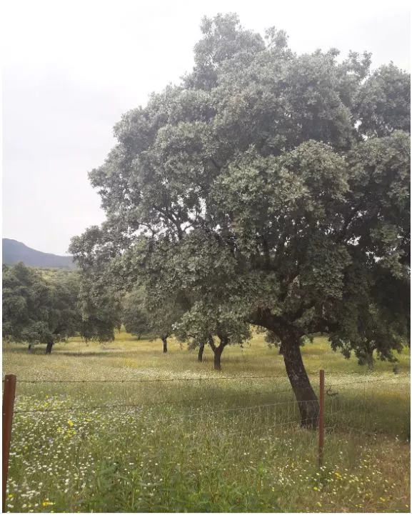 Terreno en Santa Cruz de Paniagua