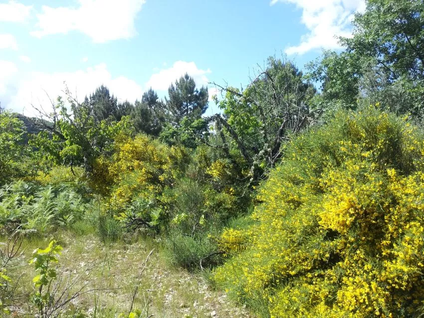 Finca en venta en Mogarraz | Salamanca | 953 m2