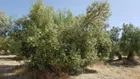 VENTA FINCA OLIVAR